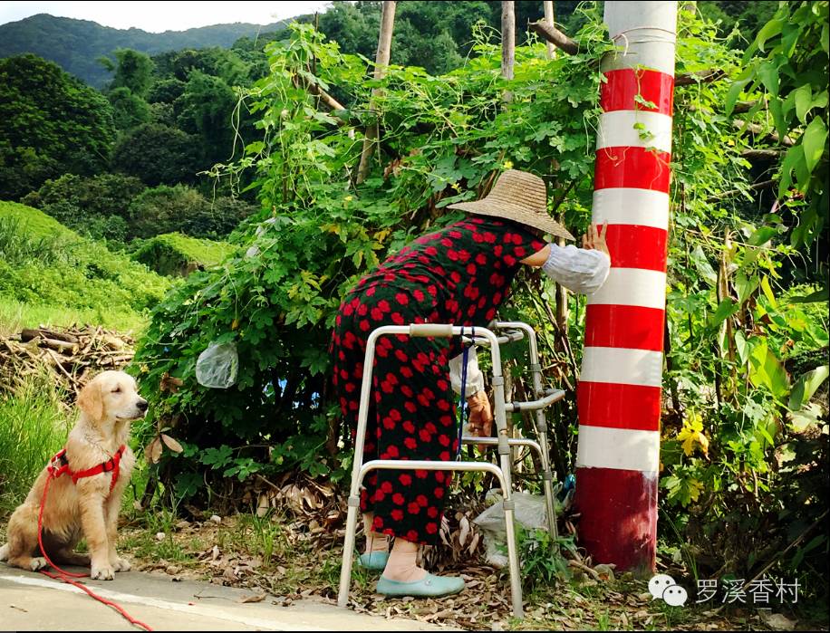 避暑七月,林志玲带着金毛狗“火火”在广州从化某个山村...