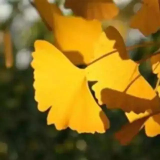 [转载]树叶,不是一天黄的;人心,不是一天凉的(转)