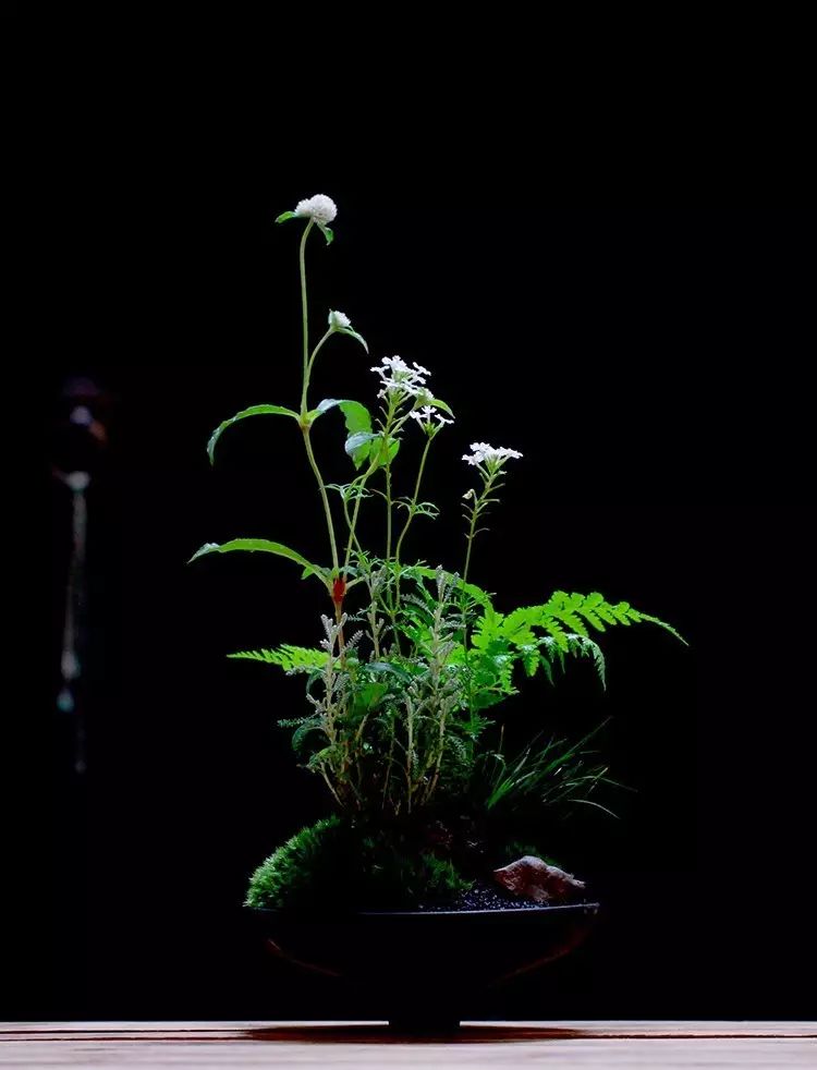 植觉先生手把手教你种植一盆夏日苔盆栽