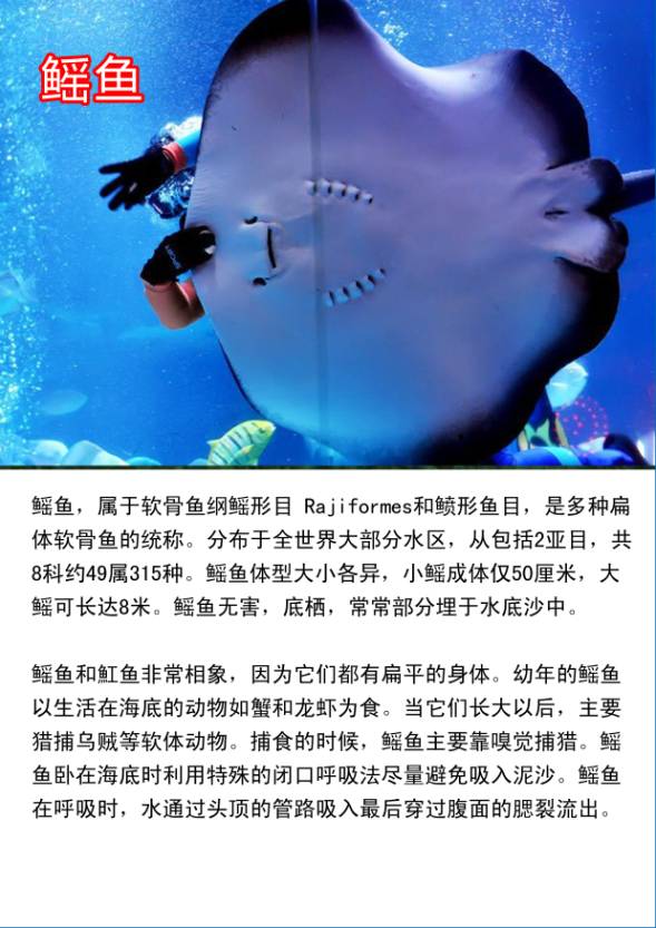 美人虾,狮子鱼,五彩青蛙,花狐狸,狗头鱼,鸳鸯炮弹,石美人,乌翅真鲨,鮣