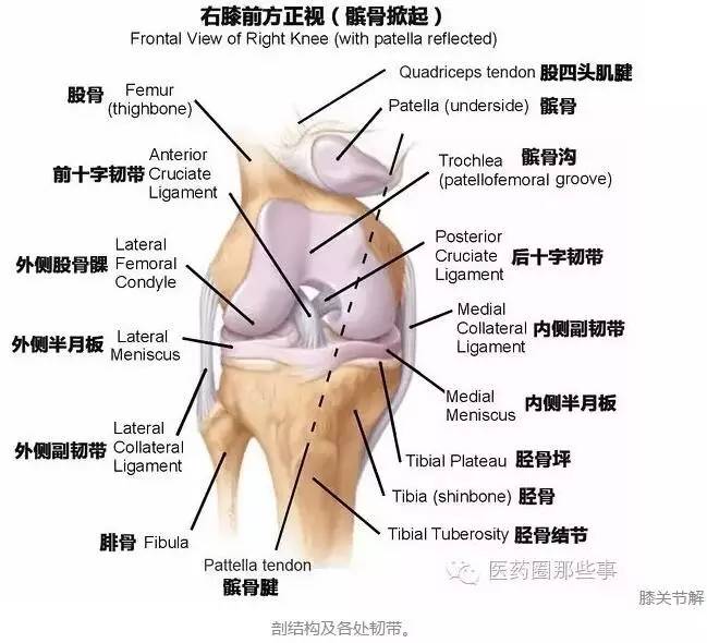 韧带"(watchdog ligament),因为它对于维持膝关节的稳定非常重要,其
