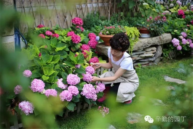 园丁奖花园组《020号》猫猫的花园-2016赴一场花的盛宴