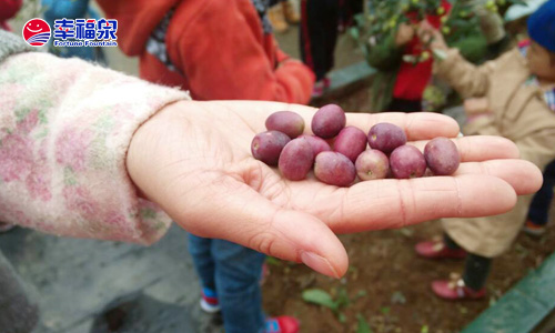 【园所动态】一粒种子的无限能量 <wbr>