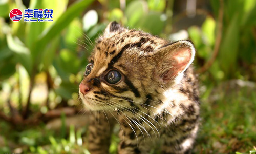 【育儿信息】家长如何正确的引导宝宝看电视！