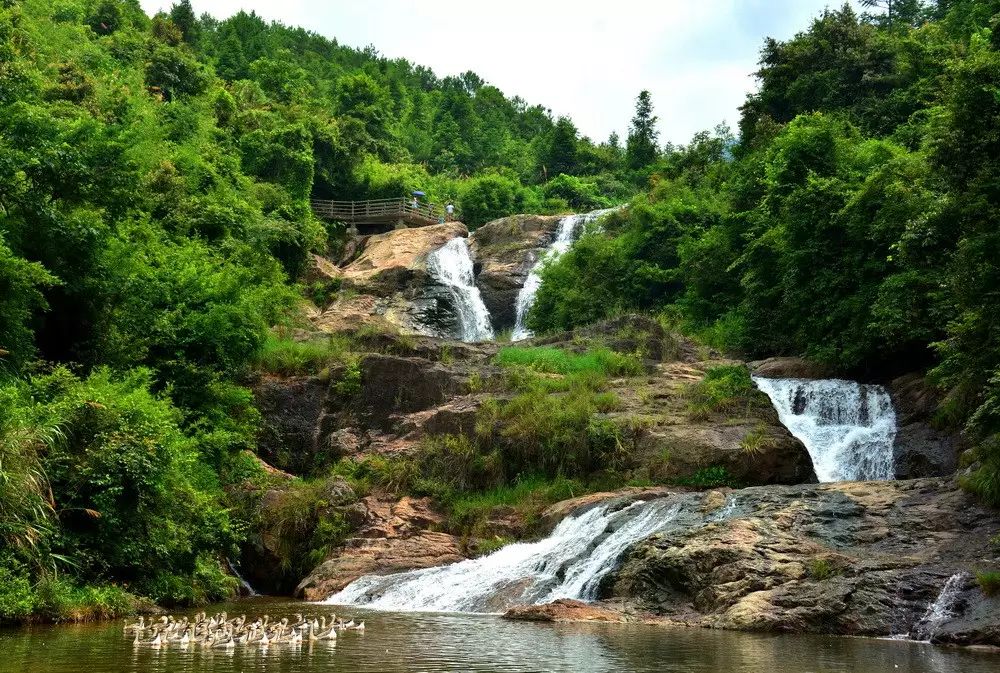 一声惊雷响,唤来满山绿——武平林改辉煌再续!