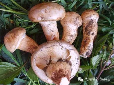 菌类文化艺术作品_菌类文化_菌菇文化有哪些