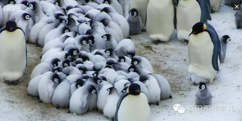 bbc纪录片年度压轴大戏:帝企鹅宝宝的生命轮回之旅,重复,却又伟大