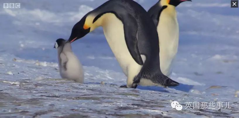 bbc纪录片年度压轴大戏:帝企鹅宝宝的生命轮回之旅,重复,却又伟大