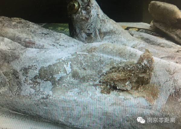 带鱼“怀孕”了,“孩子”竟然不是卵!-怀孕期