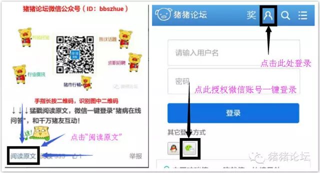 怀孕母猪后期用哺乳料合适吗?-怀孕期