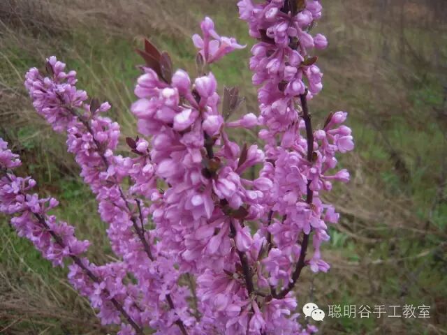芫花,别名:药鱼草,老鼠花,闹鱼花,头痛花,闷头花,头痛皮,石棉皮,泡米
