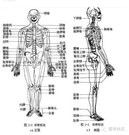 人体各部位名称及体表标志 自由微信 Freewechat