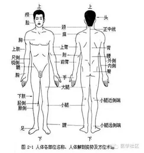 人体各部位名称及体表标志 自由微信 Freewechat