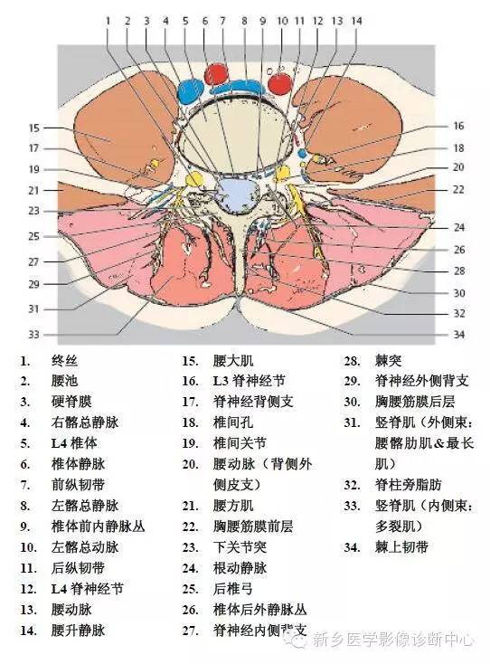 腰椎详细解剖 精细标注