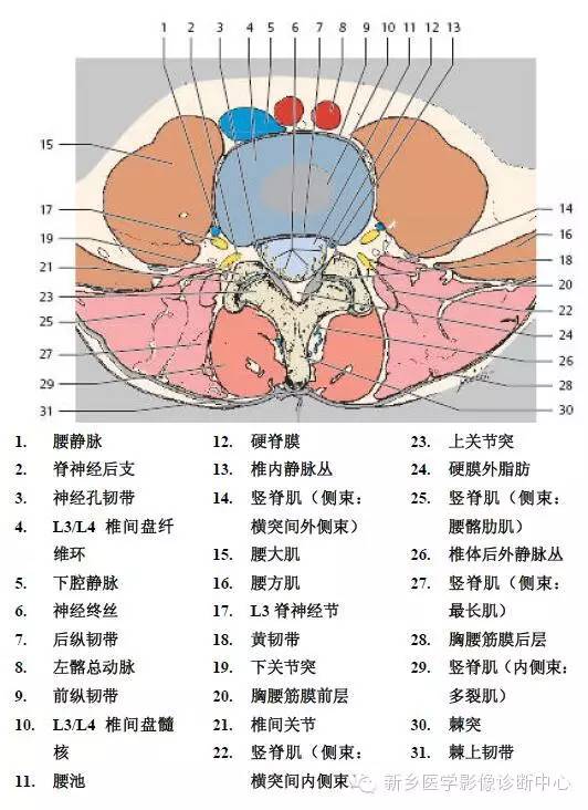 史上最详细的腰椎解剖图推荐收藏