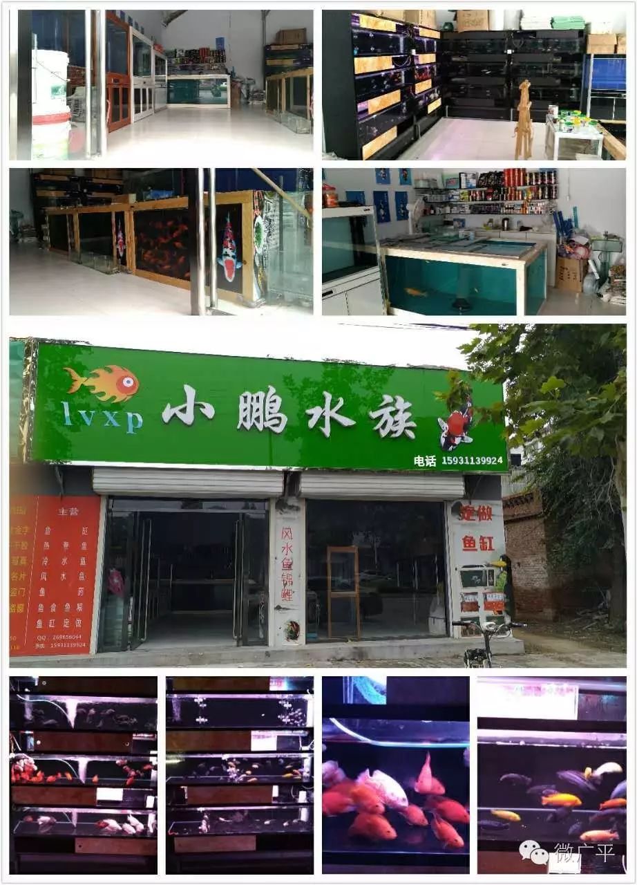 广平最大的水族馆,主营各种鱼类,鱼食,鱼药,中高档鱼缸,鱼缸定做 .