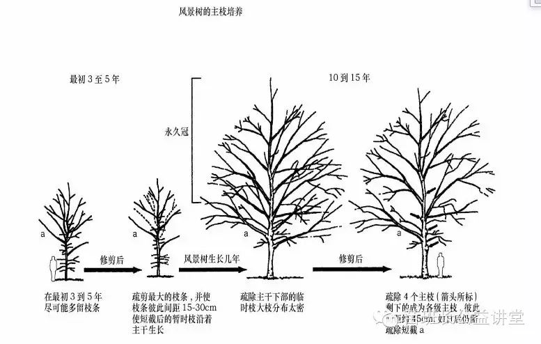 06 石楠的修剪技术要点 1,分枝方式:单轴分枝 2,生长或开花特征:树姿