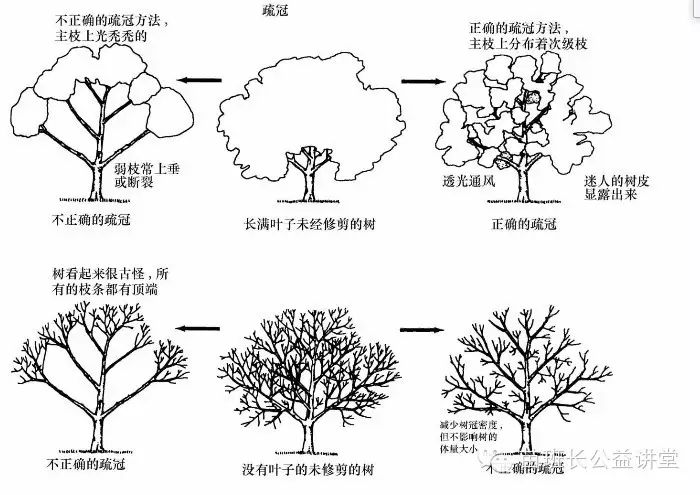 15 紫荆的修剪技术要点 1,分枝方式:合轴分枝 2,生长或开花特征:树姿