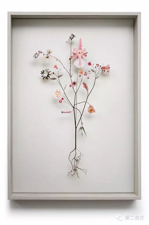laar 花草拼贴画 laar 花草拼贴画