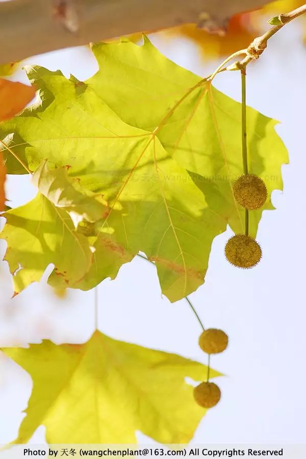 【树之原色】 二球悬铃木 platanus × acerifolia 悬铃木科 悬铃木属