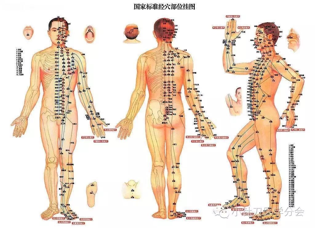 经络是中医的灵魂 经络是人体的医魂