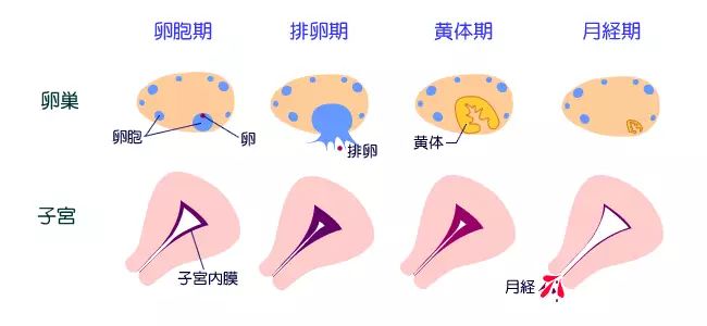 月经与怀孕的关系千丝万缕!