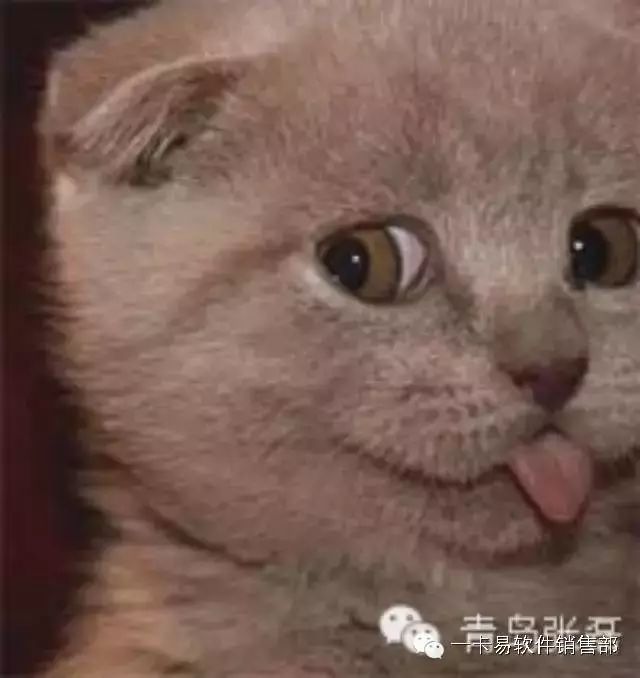 青岛张磊的订阅号,连续更新15个月了