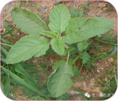 圆叶遏蓝菜百度百科_天蓝遏蓝菜_遏蓝菜