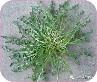 圆叶遏蓝菜百度百科_天蓝遏蓝菜_遏蓝菜