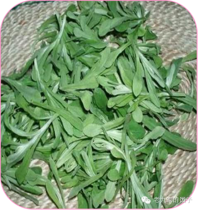 圆叶遏蓝菜百度百科_天蓝遏蓝菜_遏蓝菜