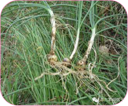 圆叶遏蓝菜百度百科_遏蓝菜_天蓝遏蓝菜