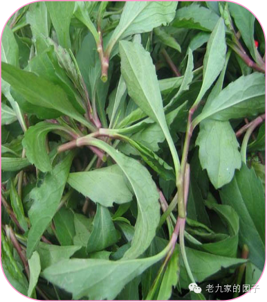 圆叶遏蓝菜百度百科_遏蓝菜_天蓝遏蓝菜