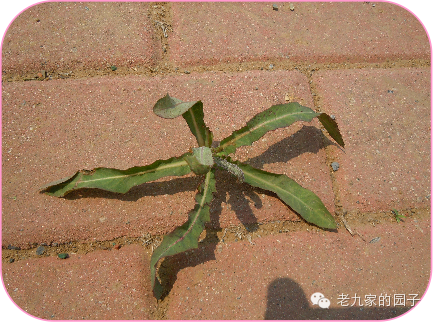 遏蓝菜 实用！辽宁53种野菜样本　带上铲刀出发吧～