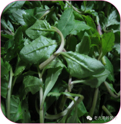 遏蓝菜_天蓝遏蓝菜_圆叶遏蓝菜百度百科