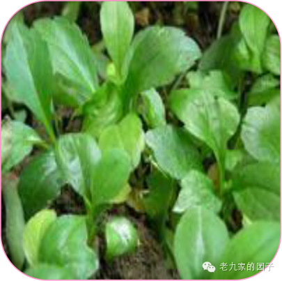 圆叶遏蓝菜百度百科_遏蓝菜_天蓝遏蓝菜