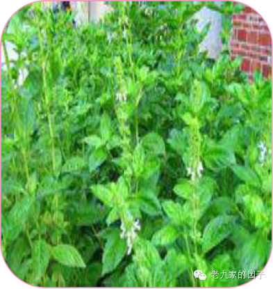 圆叶遏蓝菜百度百科_遏蓝菜_天蓝遏蓝菜