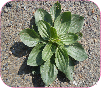 天蓝遏蓝菜_遏蓝菜_圆叶遏蓝菜百度百科