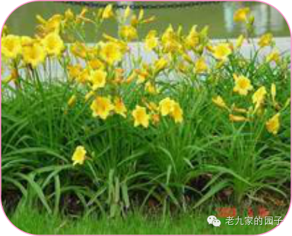 遏蓝菜_圆叶遏蓝菜百度百科_天蓝遏蓝菜