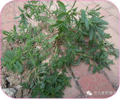 圆叶遏蓝菜百度百科_遏蓝菜_天蓝遏蓝菜