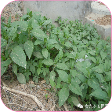 天蓝遏蓝菜_遏蓝菜_圆叶遏蓝菜百度百科