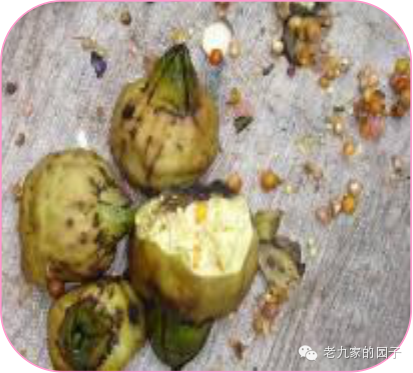 天蓝遏蓝菜_遏蓝菜_圆叶遏蓝菜百度百科