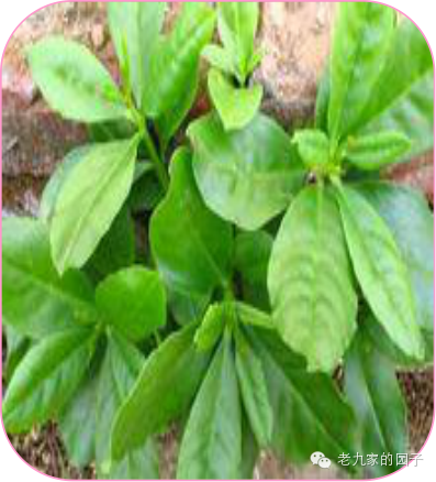 圆叶遏蓝菜百度百科_遏蓝菜_天蓝遏蓝菜