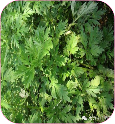 圆叶遏蓝菜百度百科_天蓝遏蓝菜_遏蓝菜