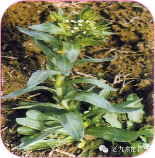 圆叶遏蓝菜百度百科_遏蓝菜_天蓝遏蓝菜