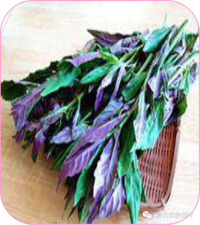 圆叶遏蓝菜百度百科_天蓝遏蓝菜_遏蓝菜