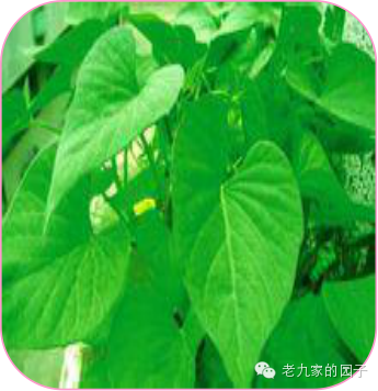 遏蓝菜_圆叶遏蓝菜百度百科_天蓝遏蓝菜