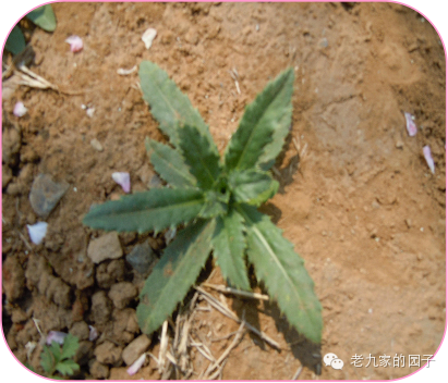 遏蓝菜_圆叶遏蓝菜百度百科_天蓝遏蓝菜