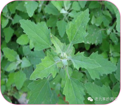 遏蓝菜_圆叶遏蓝菜百度百科_天蓝遏蓝菜