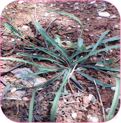 天蓝遏蓝菜_圆叶遏蓝菜百度百科_遏蓝菜