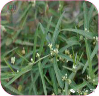 遏蓝菜_天蓝遏蓝菜_圆叶遏蓝菜百度百科